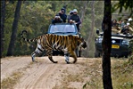 Bandhavgarh National Park